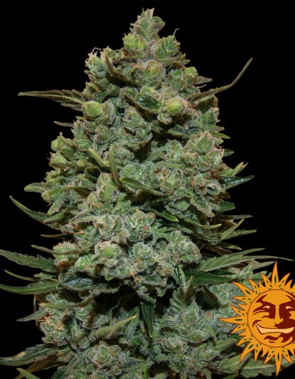 Cookies Kush - Barney's Farm Cookies Kush - Barney's Farm