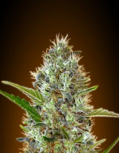 Auto Somango Auto Somango