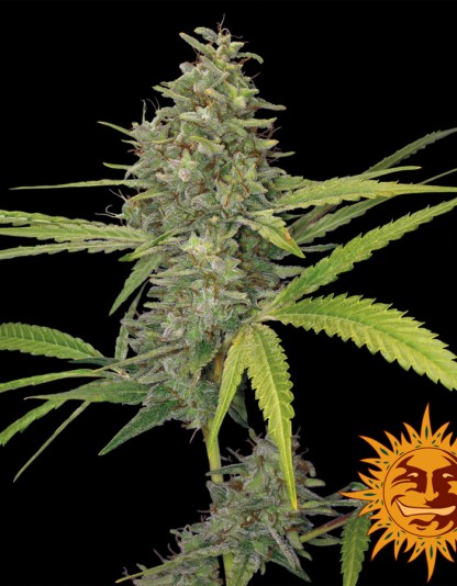 G13 Haze - Barney's Farm G13 Haze - Barney's Farm