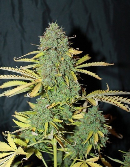 Auto White Widow Auto White Widow