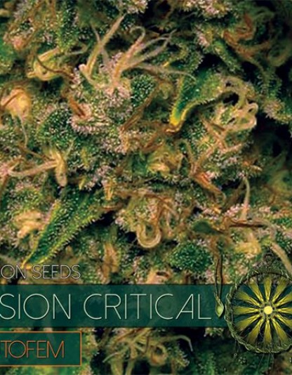 Vision Critical Auto Vision Critical Auto