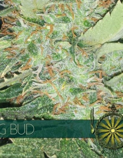 Big Bud Big Bud