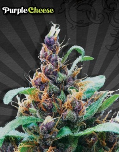Purple Stilton Auto Purple Stilton Auto