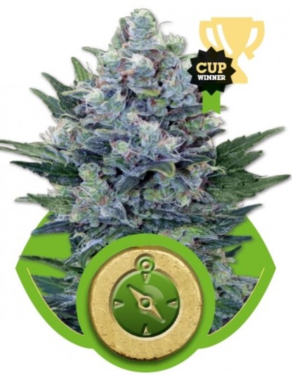 Northern Light Automatic - Royal Queen Seeds Northern Light Automatic - Royal Queen Seeds
