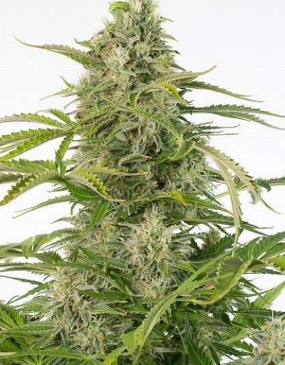 Cheese Autoflowering CBD Cheese Autoflowering CBD