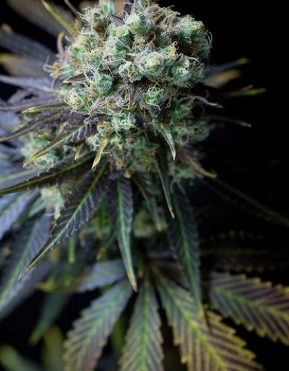 Dinamed CBD Dinamed CBD