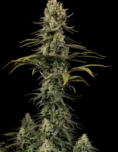 Early Amnesia CBD Early Amnesia CBD