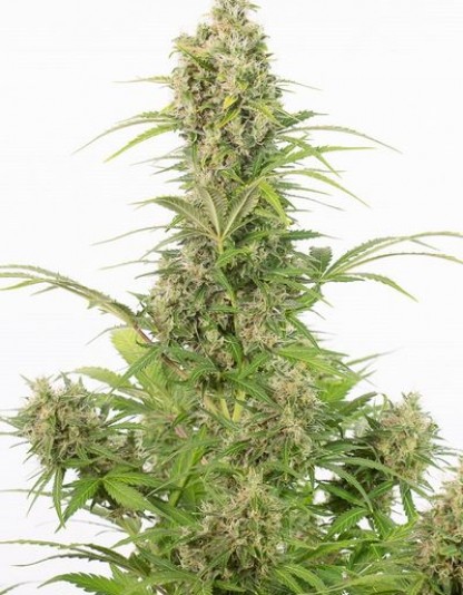 White Widow Autoflowering CBD White Widow Autoflowering CBD