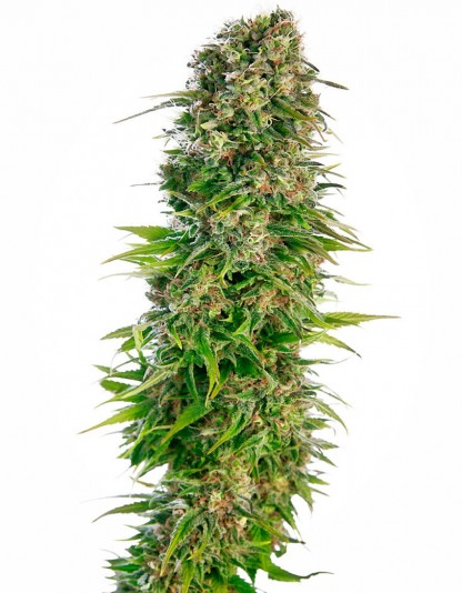 Hindu Kush Automatic Hindu Kush Automatic