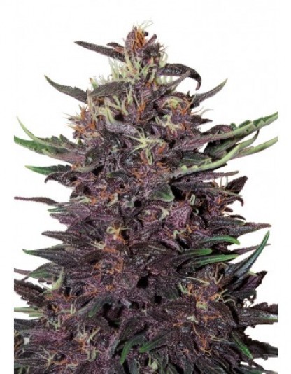 Auto Buddha Purple Kush Auto Buddha Purple Kush