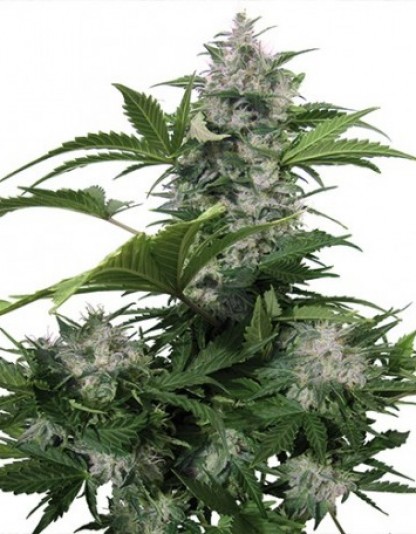 Auto White Dwarf Auto White Dwarf