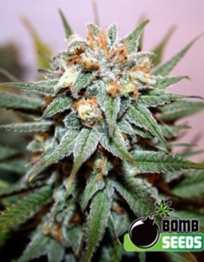 Hash Bomb Hash Bomb