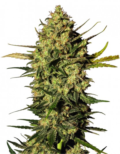 Master Kush Automatic Master Kush Automatic