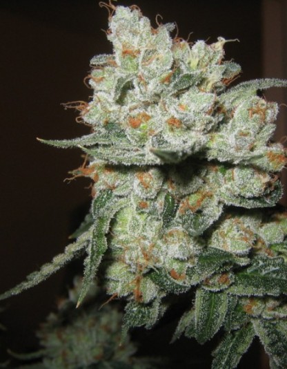 OG Kush OG Kush