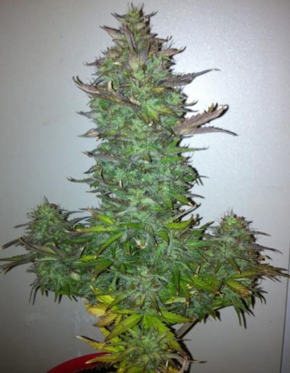 Auto 60 Grapefruit Auto 60 Grapefruit