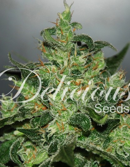 Critical Jack Herer Auto Critical Jack Herer Auto