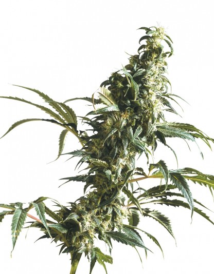 Mexican Sativa Mexican Sativa