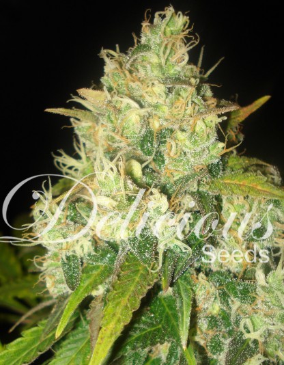 Black Russian Black Russian