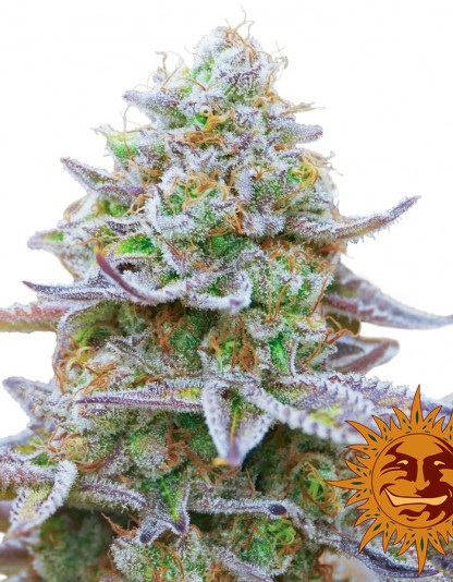 Gorilla Zkittlez Gorilla Zkittlez