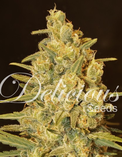 Critical Sensi Star Critical Sensi Star