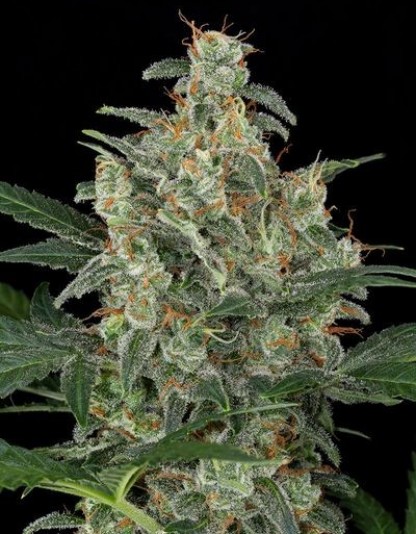 Cheese Autoflowering Cheese Autoflowering