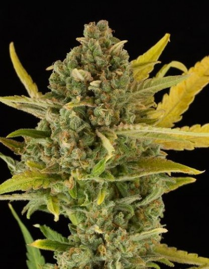 Critical Cheese Auto Critical Cheese Auto