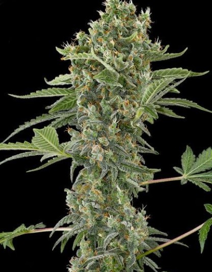Moby Dick Autoflowering Moby Dick Autoflowering