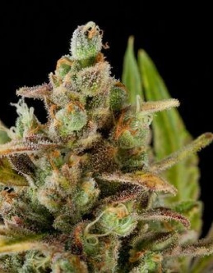 Critical Kush Critical Kush