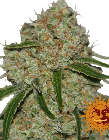 Phantom OG Phantom OG