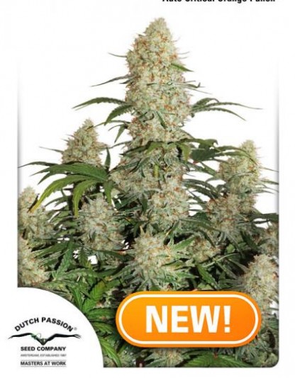 Auto Critical Orange Punch - Dutch Passion Auto Critical Orange Punch - Dutch Passion