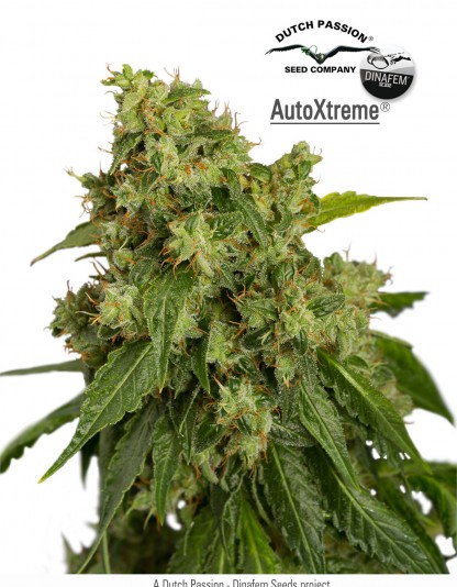 AutoXtreme AutoXtreme