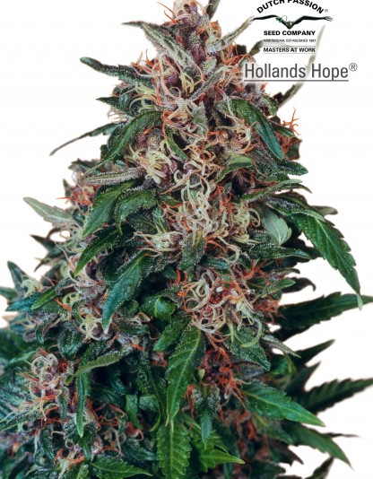 Hollands Hope Hollands Hope