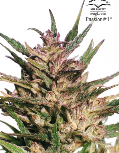 Passion 1 Passion 1