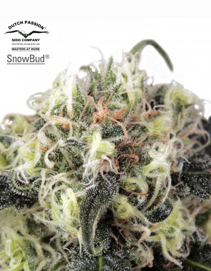Snow Bud Snow Bud