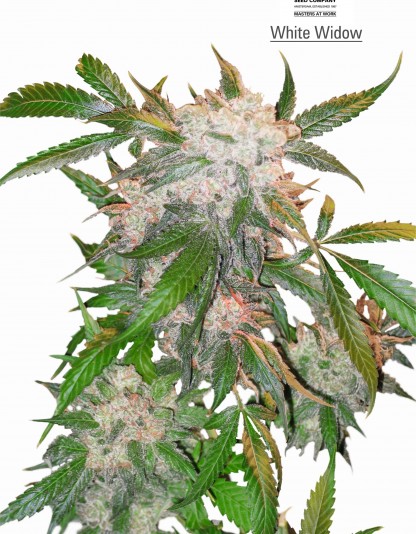 White Widow White Widow