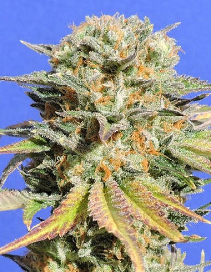 Bruce Banner 3 Bruce Banner 3
