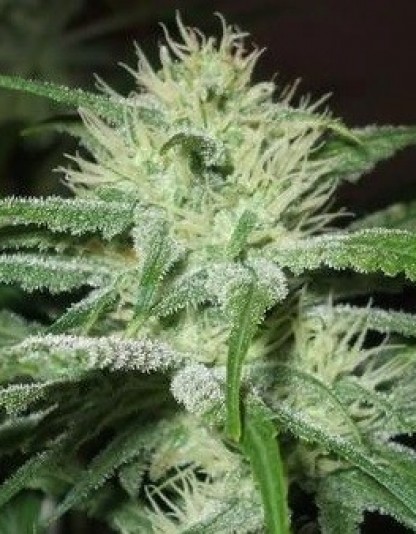 Auto Speed Bud Auto Speed Bud