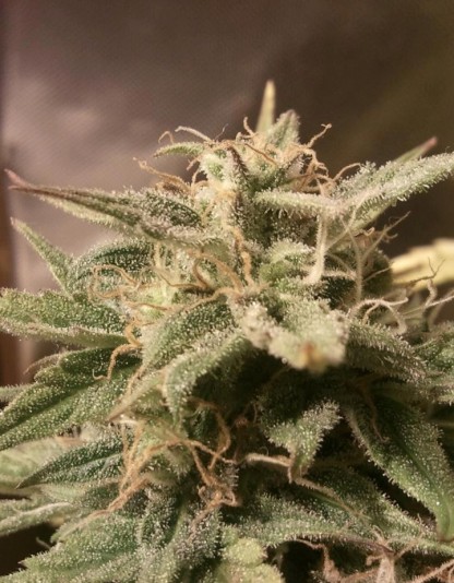 Auto Bubble Auto Bubble