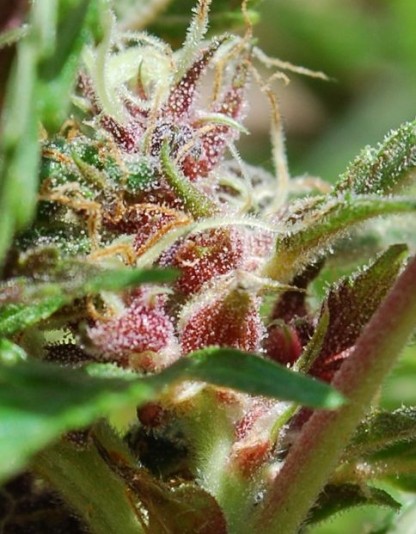 Red Purps Red Purps