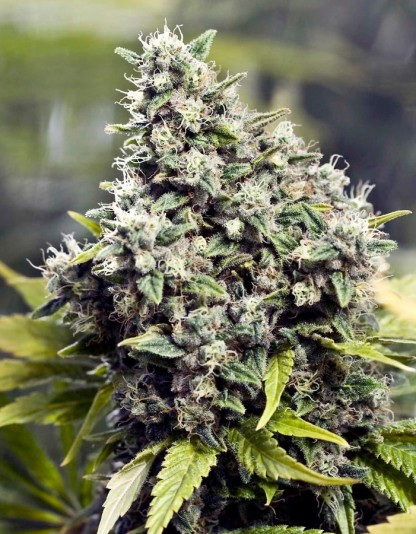 Grapefruit Grapefruit