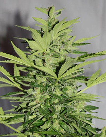 Supreme CBD Lemon OG Auto Supreme CBD Lemon OG Auto