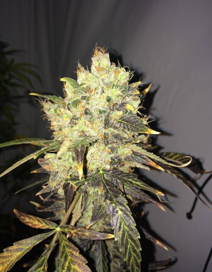 Supreme CBD Durban Supreme CBD Durban