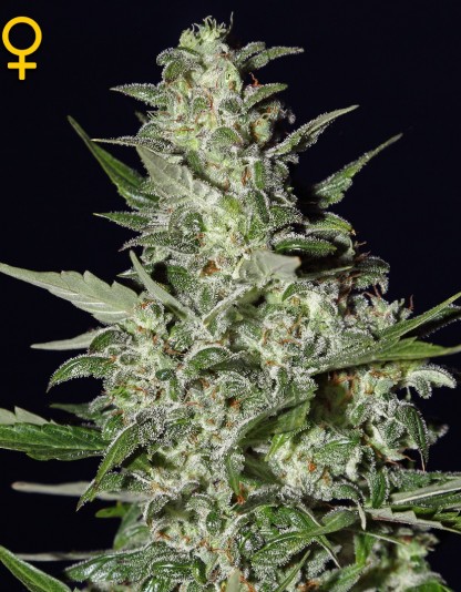 Super Critical Auto Super Critical Auto