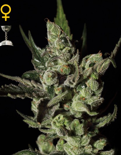 Exodus Cheese Exodus Cheese