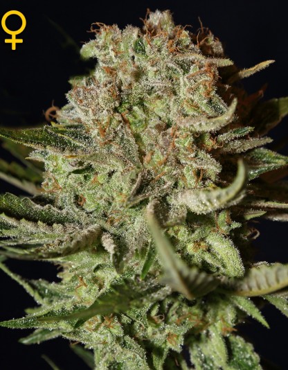 Super Bud Super Bud