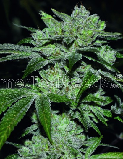 Sour Glue Sour Glue