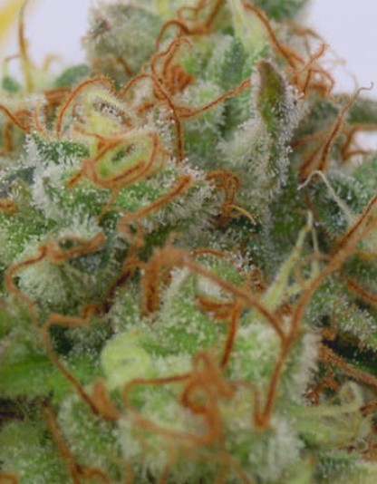 Gorilla Glue 4 Auto Gorilla Glue 4 Auto