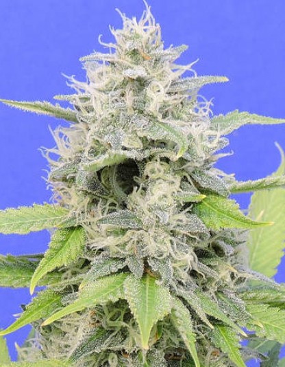 Zkittzy Gorilla Zkittzy Gorilla