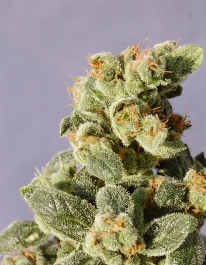 Gnomo Auto Gnomo Auto