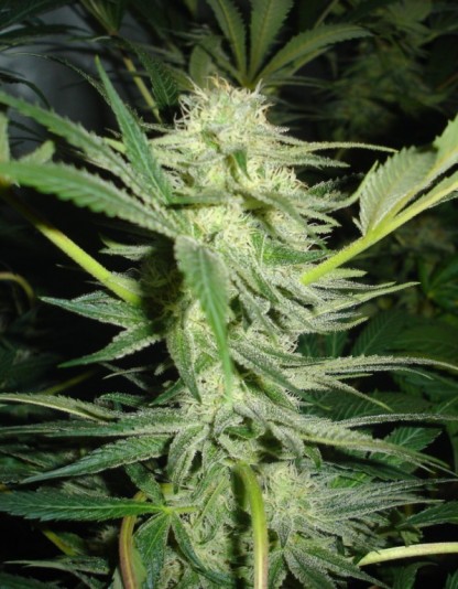 White Widow White Widow